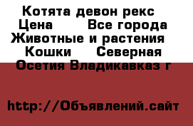 Котята девон рекс › Цена ­ 1 - Все города Животные и растения » Кошки   . Северная Осетия,Владикавказ г.